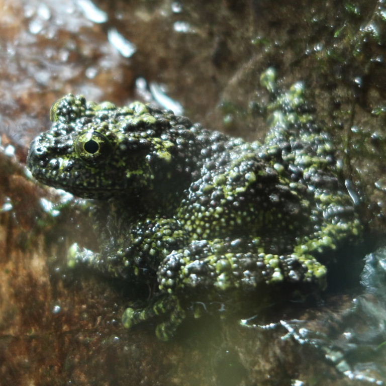Vietnamese Mossy Frog