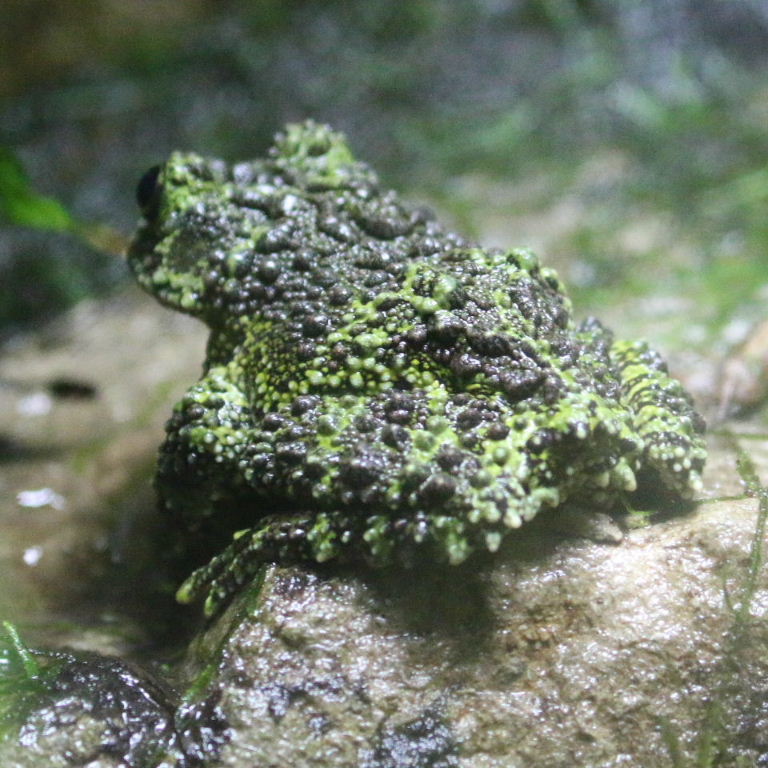 Vietnamese Mossy Frog