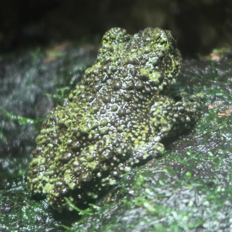 Vietnamese Mossy Frog