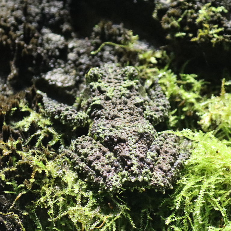 Vietnamese Mossy Frog