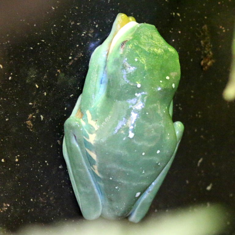 Red-eyed Tree Frog