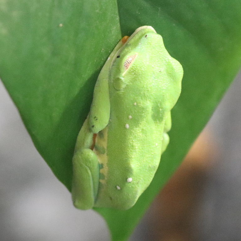 Red-eyed Tree Frog