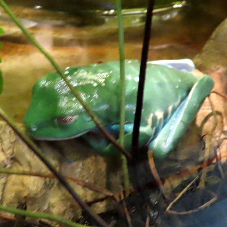 Red-eyed Tree Frog