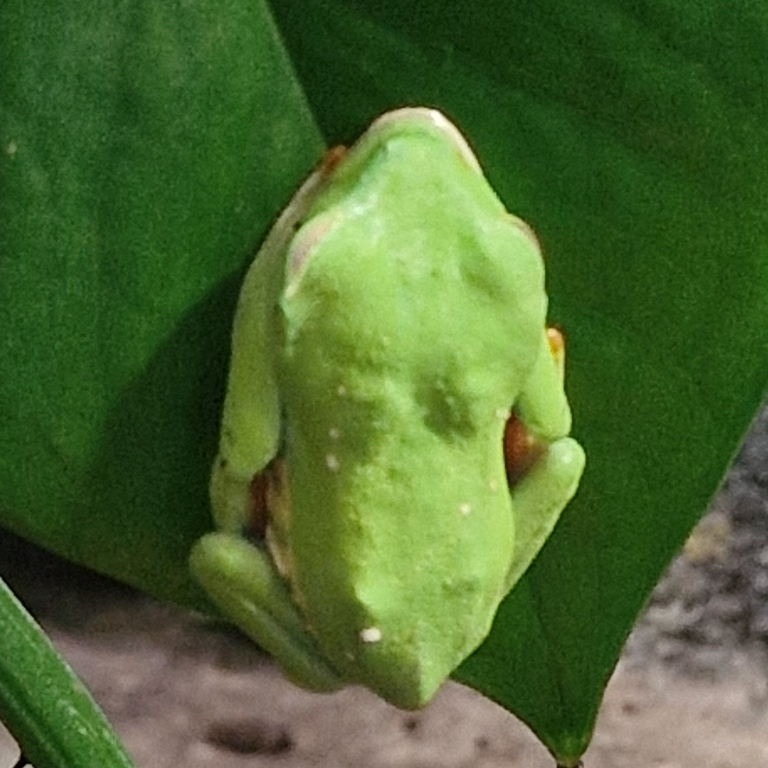 Red-eyed Tree Frog