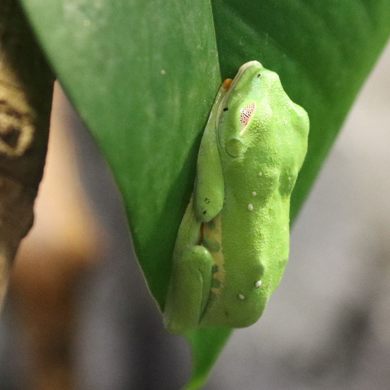 Red-eyed Tree Frog
