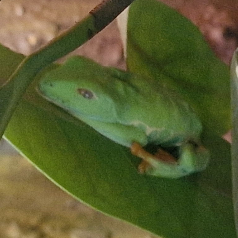 Red-eyed Tree Frog