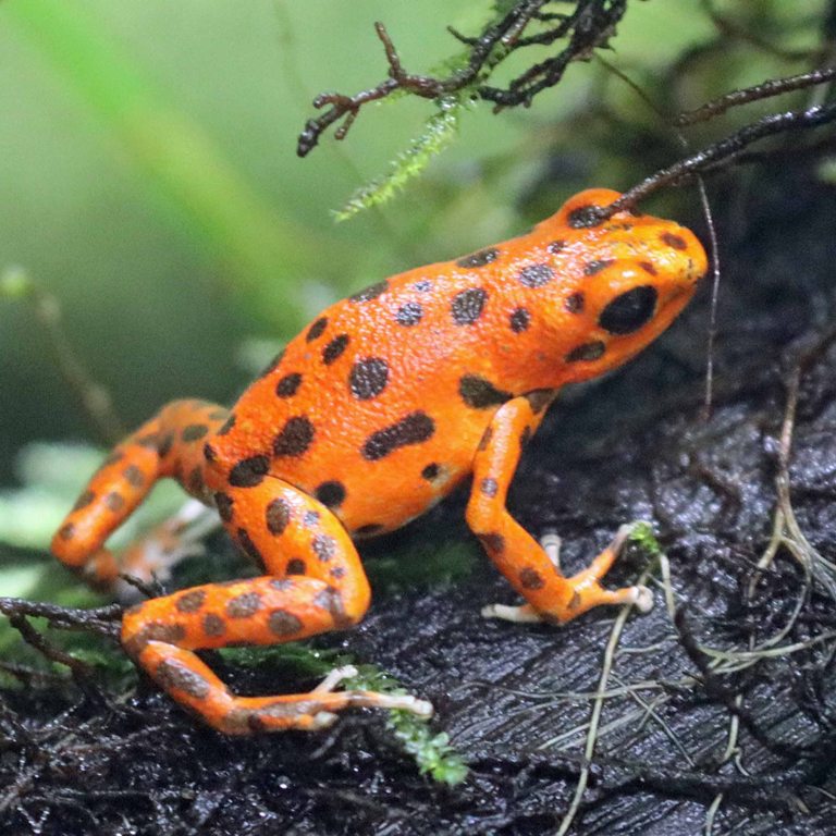 Strawberry Poison Frog
