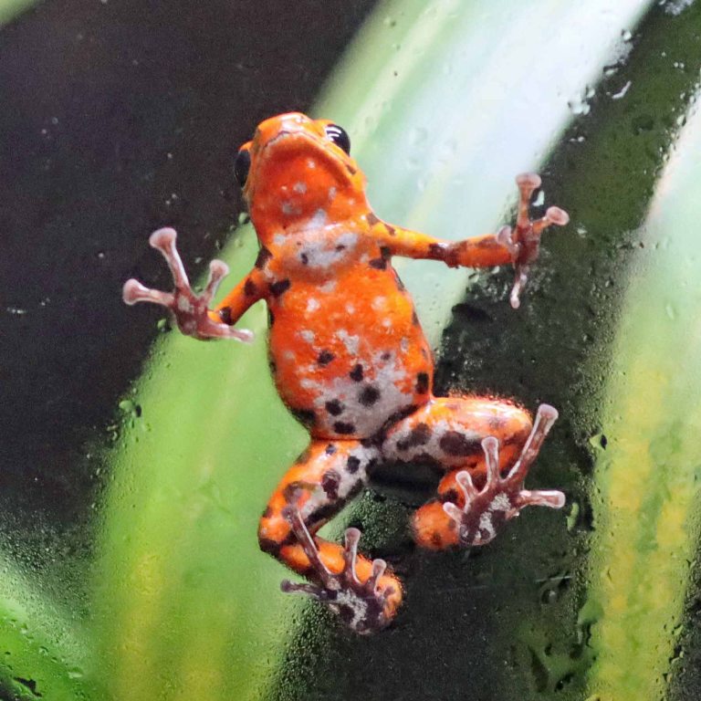 Strawberry Poison Frog underside