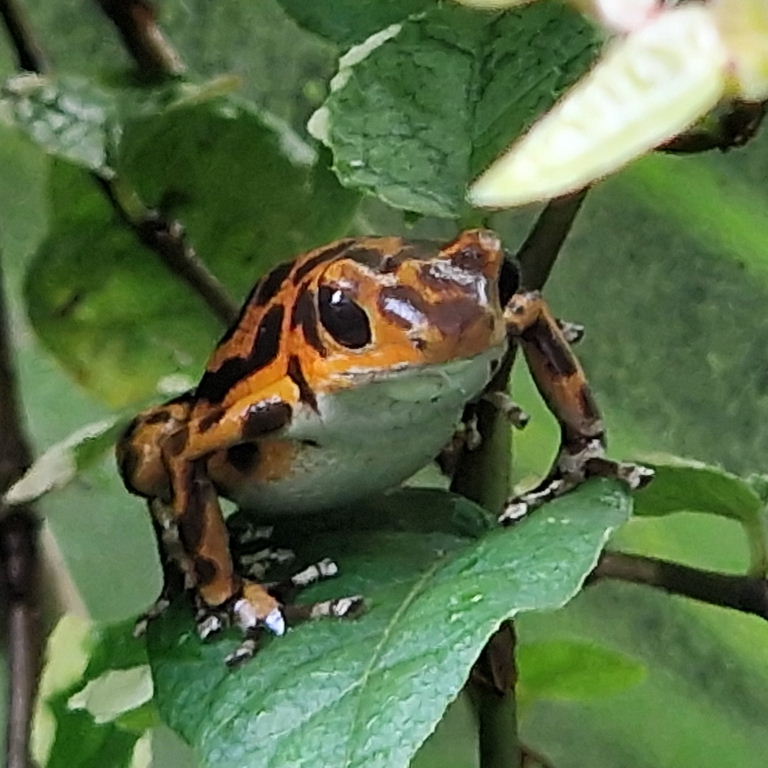 Strawberry Poison Frog