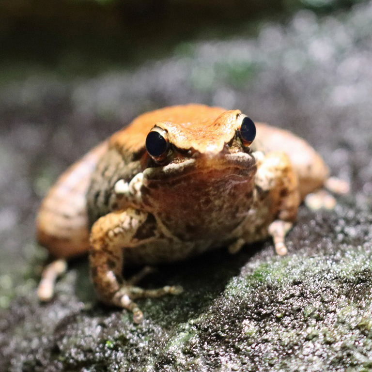 Black-striped Stream Frog