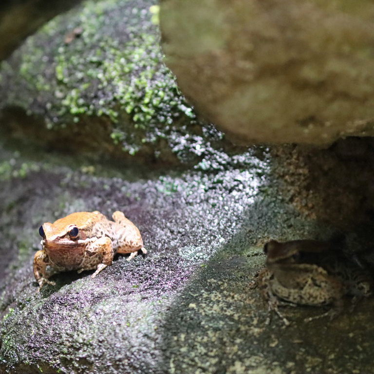 Black-striped Stream Frog