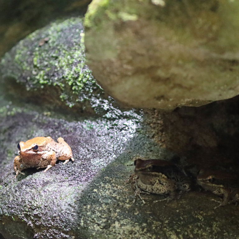 Black-striped Stream Frog