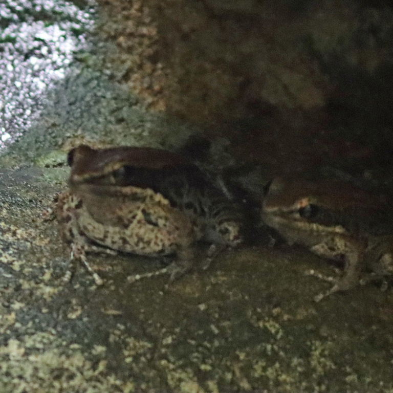 Black-striped Stream Frog