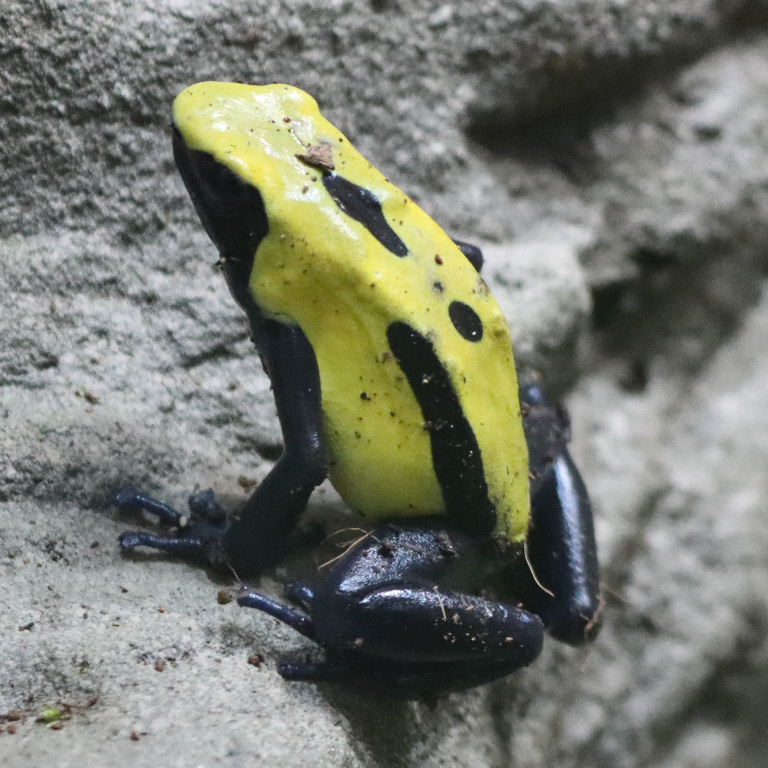 Citronellla Dyeing Poison Dart Frog