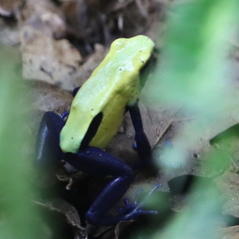Citronellla Dyeing Poison Dart Frog