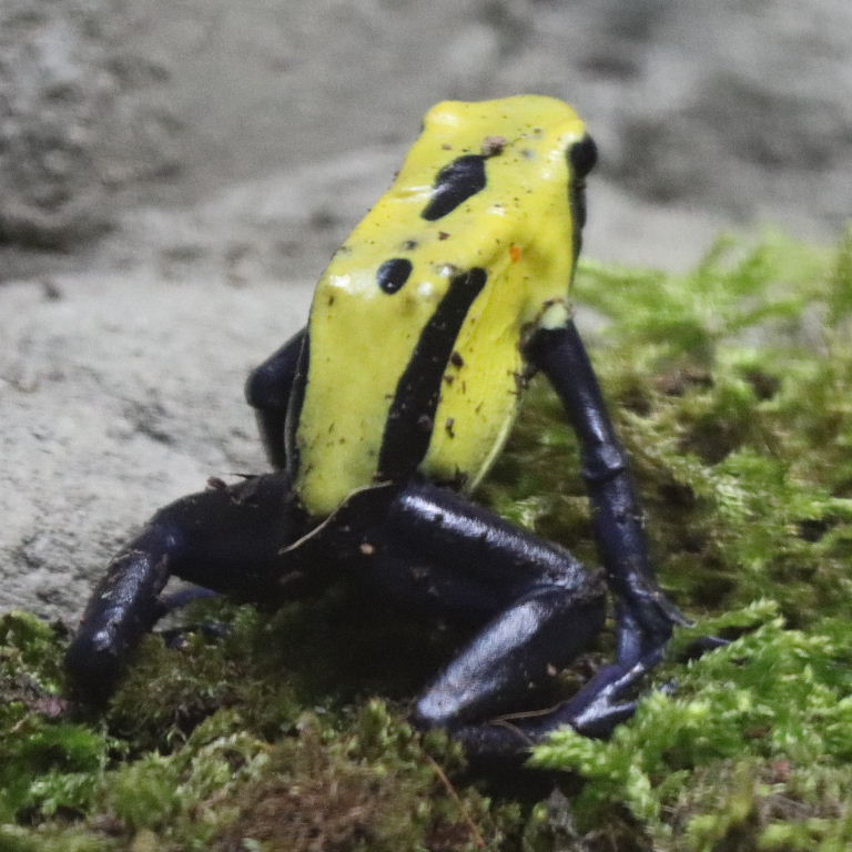 Citronellla Dyeing Poison Dart Frog
