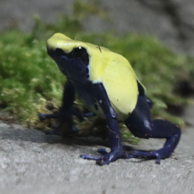 Citronellla Dyeing Poison Dart Frog