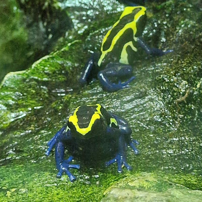 Dyeing Poison Dart Frog