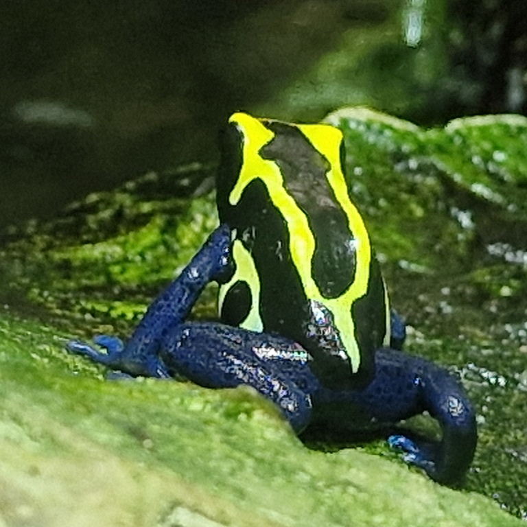 Dyeing Poison Dart Frog