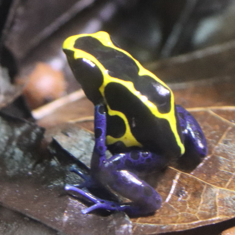 Alanis Dyeing Poison Dart Frog
