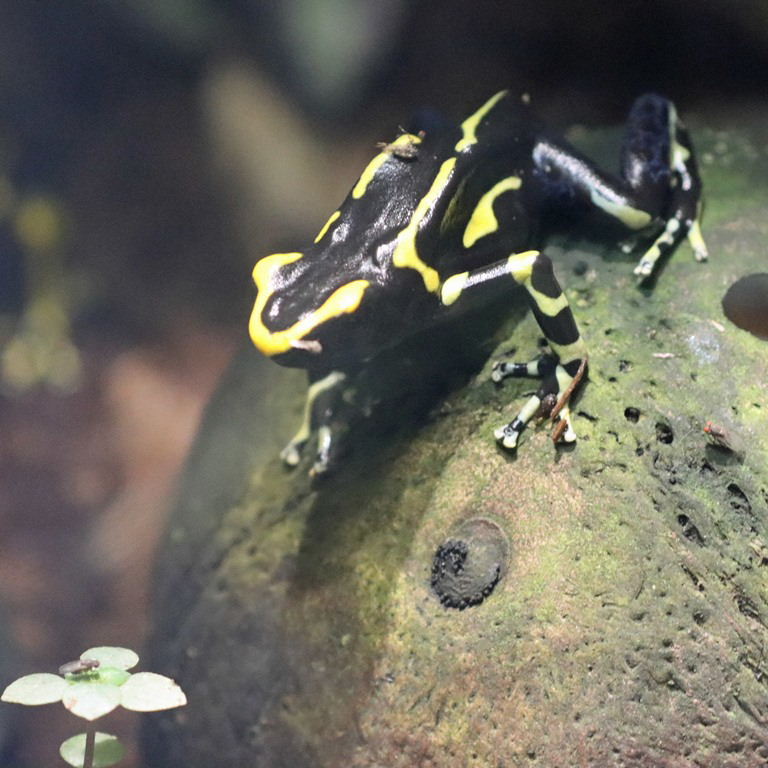 Alanis Dyeing Poison Dart Frog
