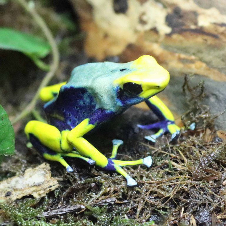 Peacock Dyeing Poison Dart Frog