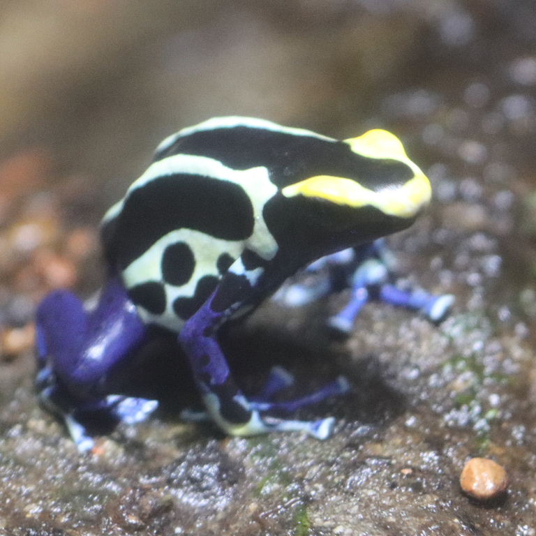 Dyeing Poison Dart Frog