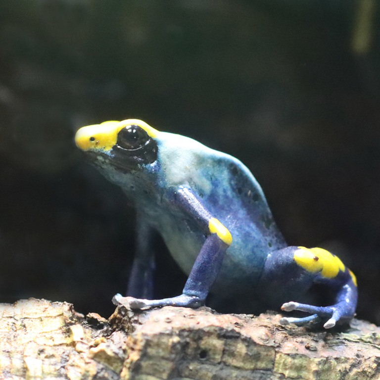 Tumucumaque Dyeing Poison Dart Frog