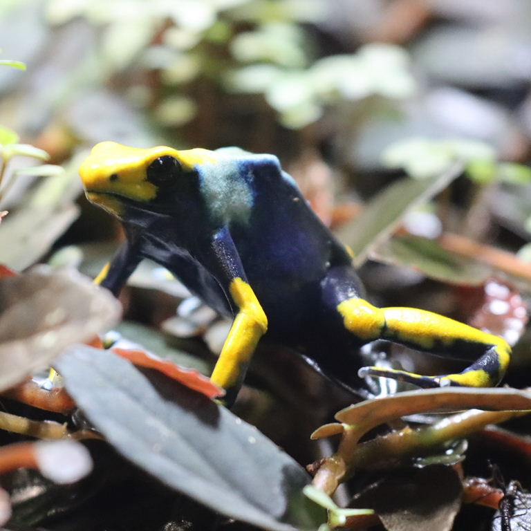 Tumucumaque Dyeing Poison Dart Frog