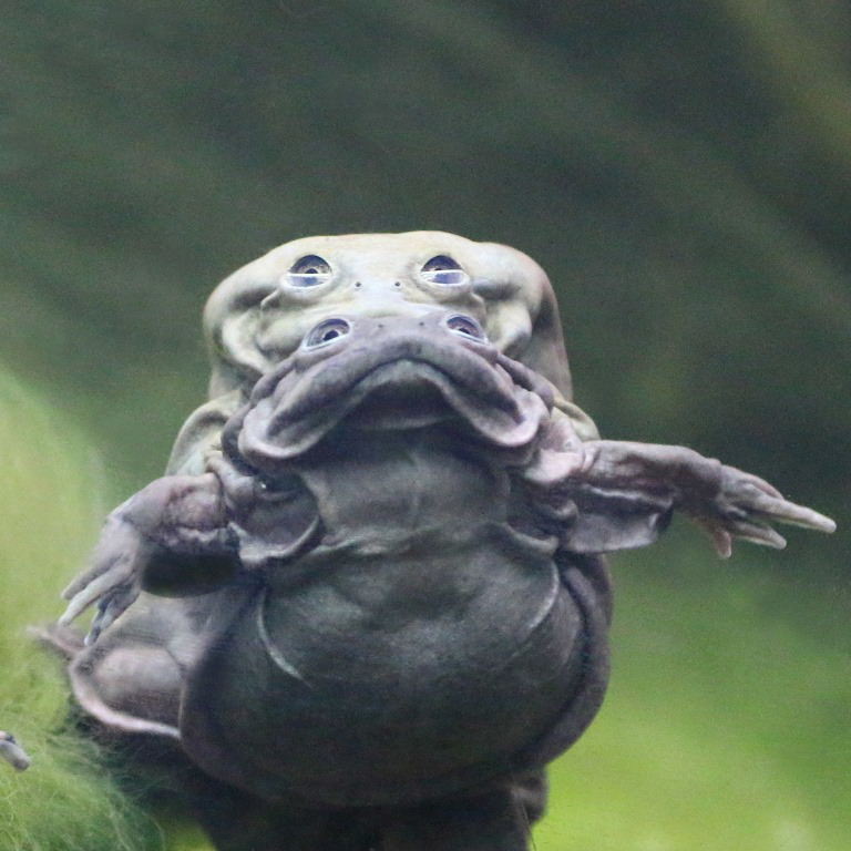 Lake Titicaca Water Frogs bifocals