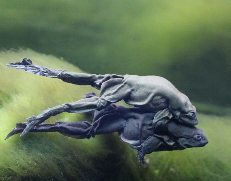 Lake Titicaca Water Frogs