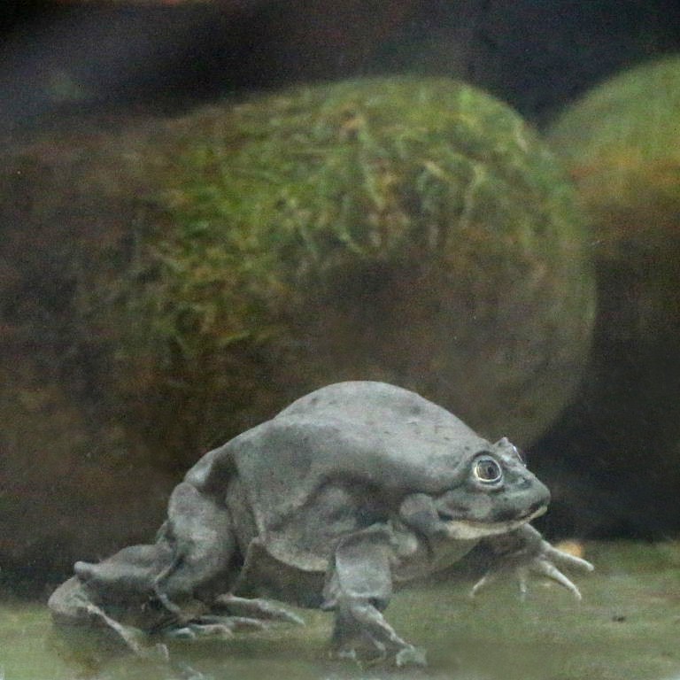 Lake Titicaca Water Frog