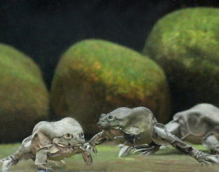 Lake Titicaca Water Frog