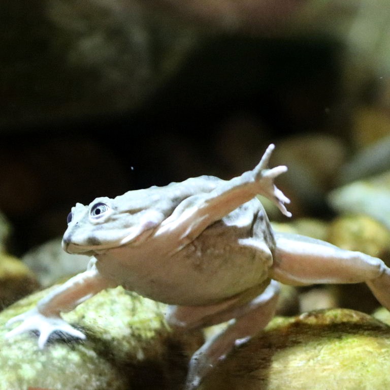 Lake Titicaca Water Frog