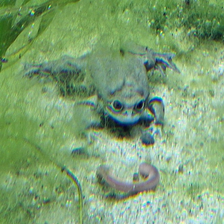 Lake Titicaca Water Frog