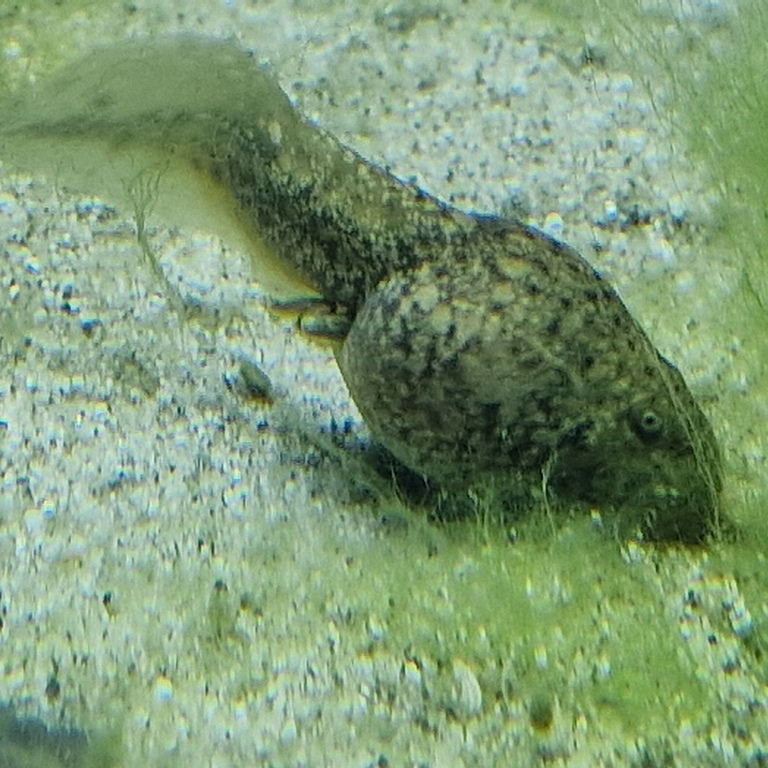 Lake Titicaca Water Frog Tadpole
