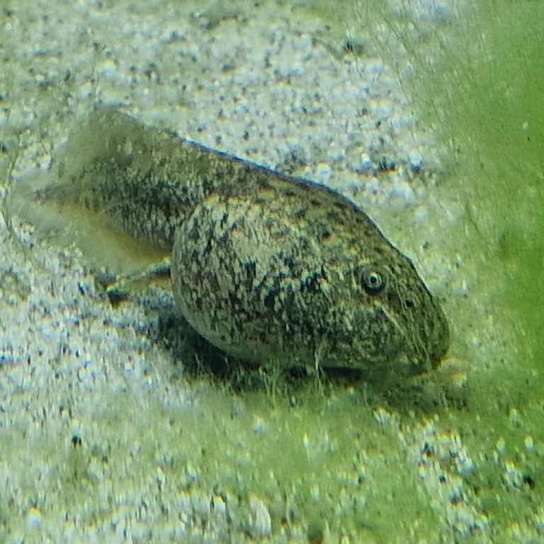 Lake Titicaca Water Frog Tadpole