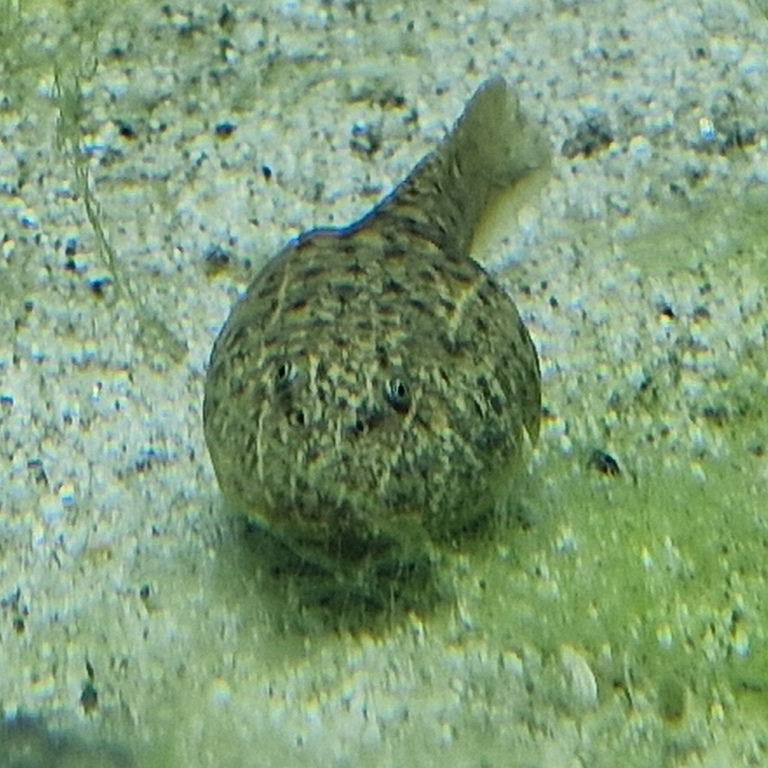 Lake Titicaca Water Frog Tadpole