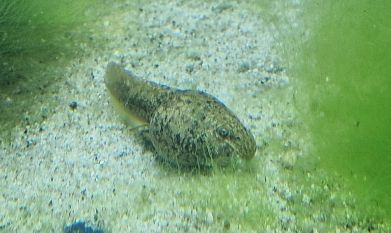 Lake Titicaca Water Frog Tadpole