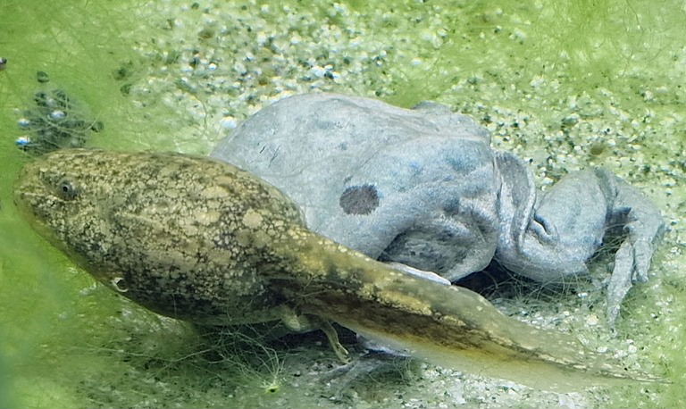 Lake Titicaca Water Frog, Tadpole and spawn