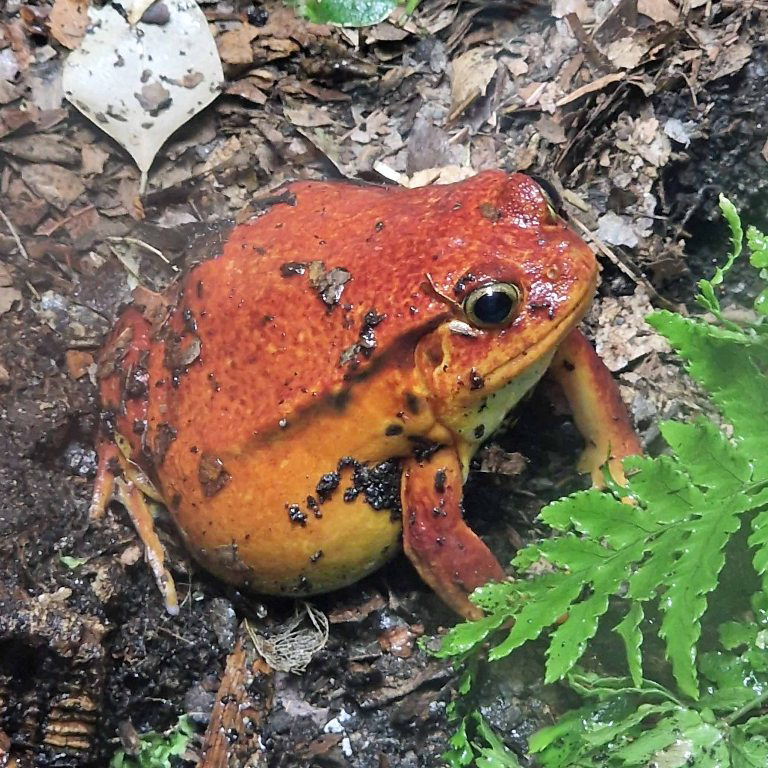 False Tomato Frog