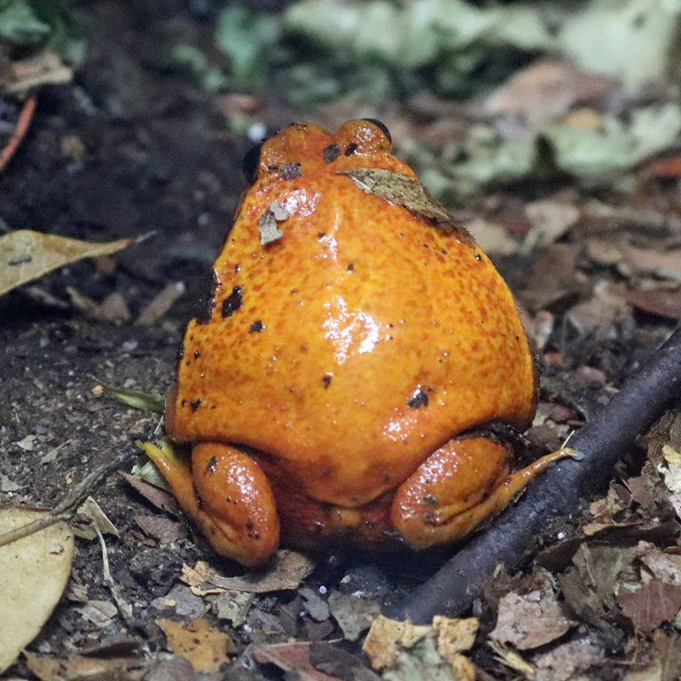 Tomato Frog