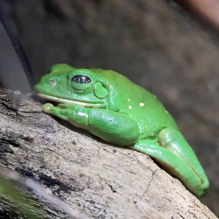 Mexican Leaf Frog