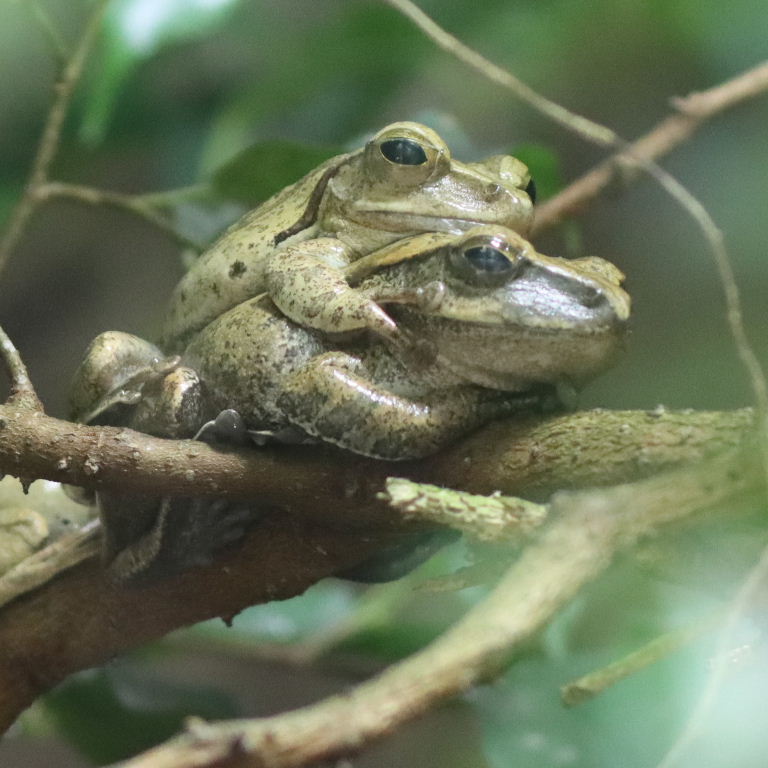 Common Tree Frog