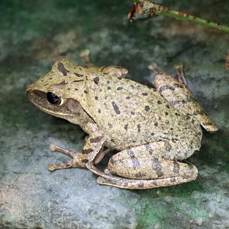 Common Tree Frog