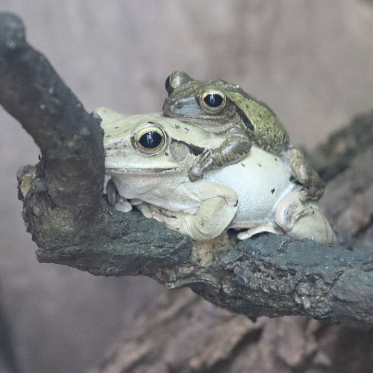 Common Tree Frog
