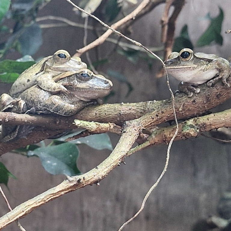 Common Tree Frog