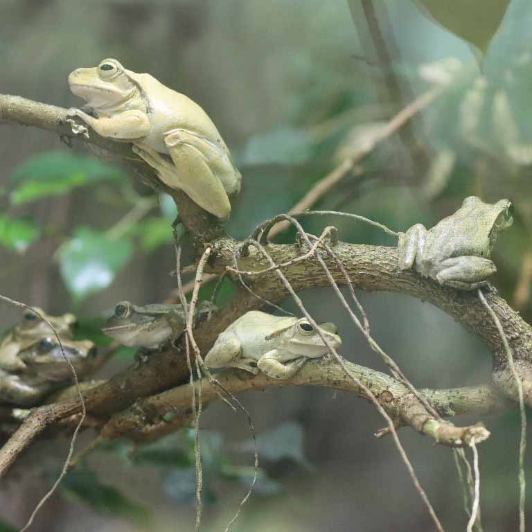 Common Tree Frog