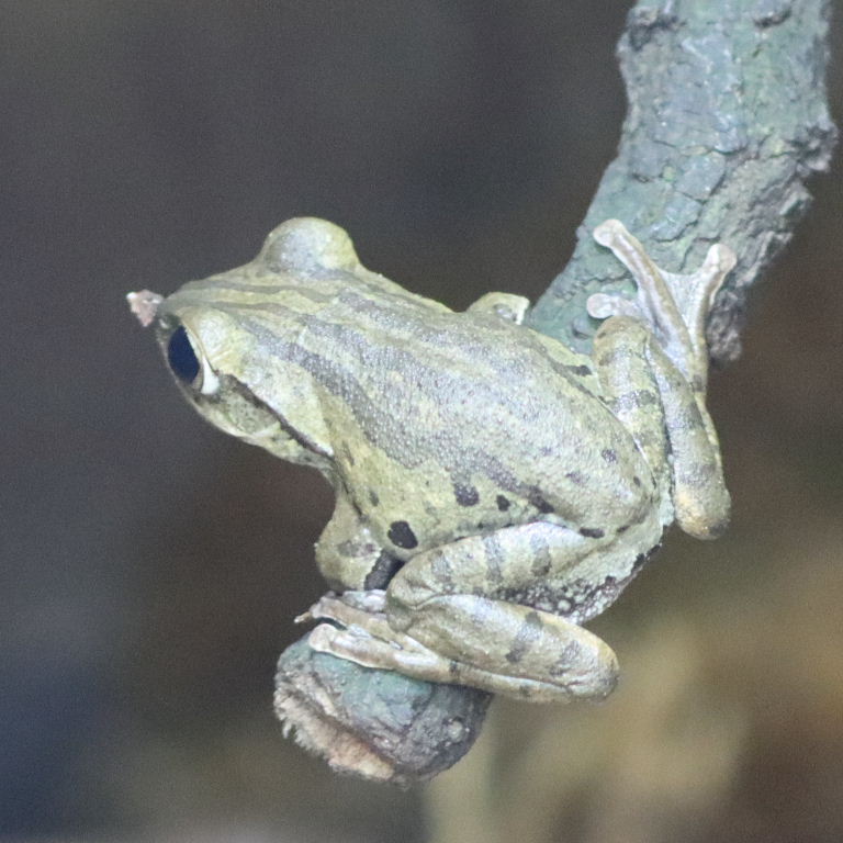 Common Tree Frog