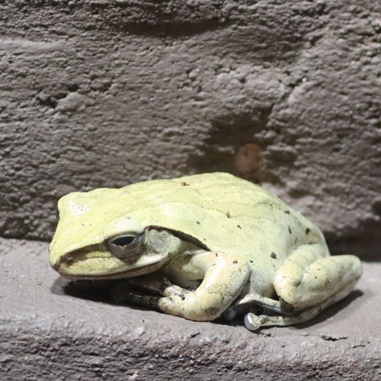 Golden Tree Frog
